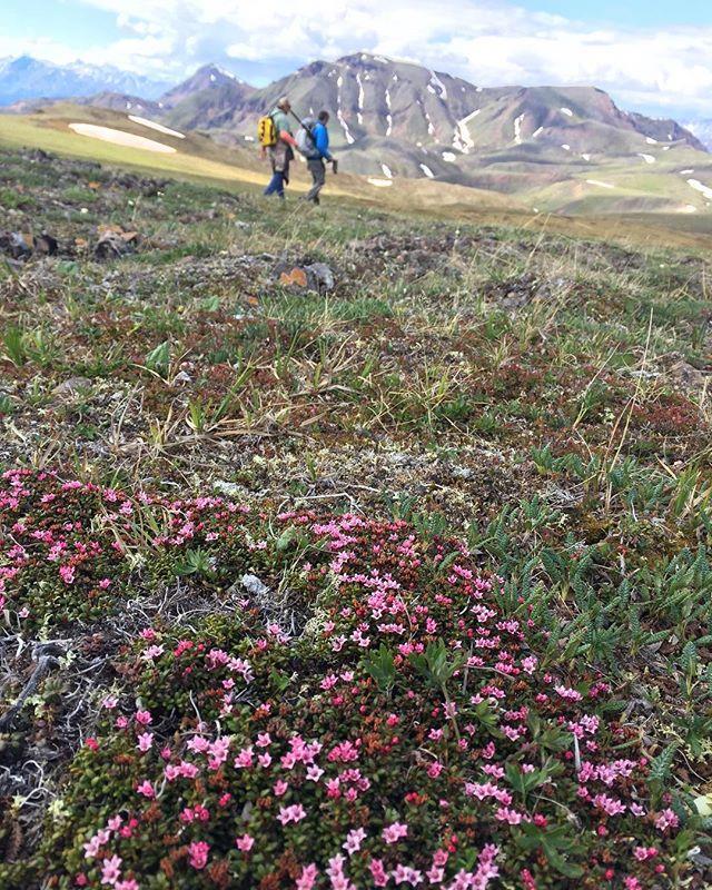 Denali Backcountry Guides